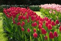 Pink and rose colored Tulips in a garden in Lisse, Netherlands, Royalty Free Stock Photo