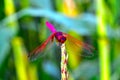 Pink and rose colour dragonfly