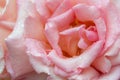 Pink rose compassion, close up with raindrops. Royalty Free Stock Photo