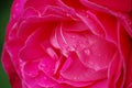 Pink rose