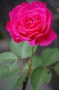 Pink rose