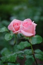 Pink rose