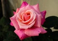 The Pink rose conveys femininity and elegance Royalty Free Stock Photo