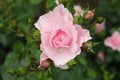 Pink Rose Covered in Dew Royalty Free Stock Photo