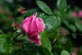 A pink rose covered with the raindrops, dark green leaves Royalty Free Stock Photo