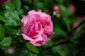 A pink rose covered with the raindrops Royalty Free Stock Photo