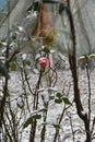 Heaven rose Virgin Mary and snowly pink rose. Royalty Free Stock Photo