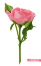 Pink Rose. 3d realistic vector object Royalty Free Stock Photo