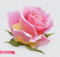 Pink rose 3d vector object Royalty Free Stock Photo