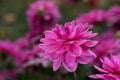 Pink rose dahlia flower, beatyful bouquet or decoration from the