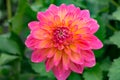 Pink rose dahlia flower, beatyful bouquet or decoration from the