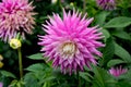 Pink rose dahlia flower, beatyful bouquet or decoration from the