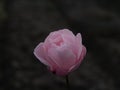 Pink rose on a dark background. Royalty Free Stock Photo