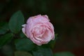 Pink rose on dark background