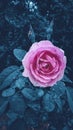 Pink rose with dark blue leave.