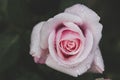 Pink rose dark photo. Toned, styled vintage live rose from garden with water drops. Greeting card with rose Royalty Free Stock Photo