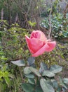 Pink rose of the day.this rose is unique rose.