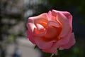 A Pink Rose in Portland, Oregon Royalty Free Stock Photo