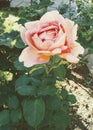 Pink rose, Desiree