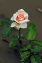 Pink rose with dew drops