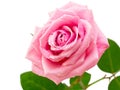 Pink rose with dew drops. Royalty Free Stock Photo