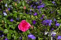 Pink rose with dewdrops on a background of small blue lobelia flowers. Colorful arrangement of multi-colored flowers in