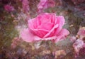 Pink Rose In Digital Illustration Background, Old Vintage Textured Flower Image With Lots Of Distressed Grunge Texture