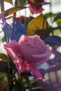 Pink rose with dramatic lens flare