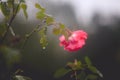 Pink rose drooping on rosebush on a rainy day