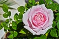 Pink Rose Droplets Sprinkled Royalty Free Stock Photo