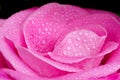 Pink rose drops Royalty Free Stock Photo