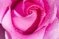 Cutout pink rose with drops