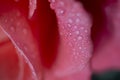 Pink Rose, Drops. Closeup of Pink Rose Petals with Water Drops. Floral, Natural Background Royalty Free Stock Photo