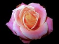 Pink rose with drops of dew on black background Royalty Free Stock Photo