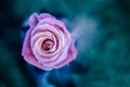 Pink rose with drops of dew on on mystic blue background. Royalty Free Stock Photo