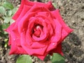 Pink Rose Drops of rain Royalty Free Stock Photo