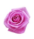 Pink rose in water drops close-up isolated white background Royalty Free Stock Photo