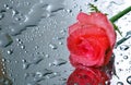 Pink rose in drops of water on a mirror surface Royalty Free Stock Photo