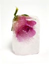 Pink Rose encased in ice Royalty Free Stock Photo