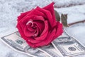 Pink rose is an expensive gift, lies in the snow on the money