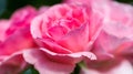 Pink rose extreme close up macro shot focus on flakes.