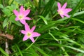 A pink Rose fairy lily flower , with the Rose fairy lilies in the background Royalty Free Stock Photo