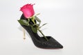 Pink rose in a female shoe. Black shoes with high heels Royalty Free Stock Photo