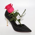 Pink rose in a female shoe. Black shoes with high heels Royalty Free Stock Photo