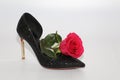 Pink rose in a female shoe. Black shoes with high heels Royalty Free Stock Photo