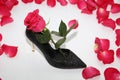 Pink rose in a female shoe. Black shoes with high heels Royalty Free Stock Photo