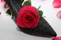 Pink rose in a female shoe. Black shoes with high heels Royalty Free Stock Photo