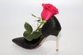 Pink rose in a female shoe. Black shoes with high heels Royalty Free Stock Photo