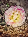 Pink rose filmy art Royalty Free Stock Photo