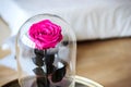 Pink rose in a flask. Long-lasting rose Royalty Free Stock Photo